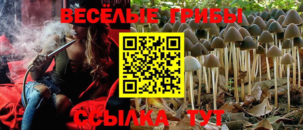 Псилоцибиновые грибы GOLDEN TEACHER  Вход с VPN  Курчалой  Галлюциногенные грибы Magic Shrooms 